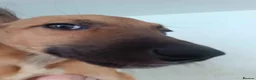 Lurcher dogs for sale: Beautiful Working Stock Female Lurcher Puppy - Advert 12