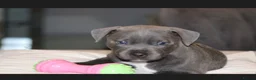 Staffordshire Bull Terrier dogs for sale: Blue staff puppies  - Advert 5