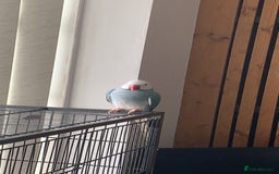 Ringnecks birds for sale: Beautiful male Indian ringneck - Image 4