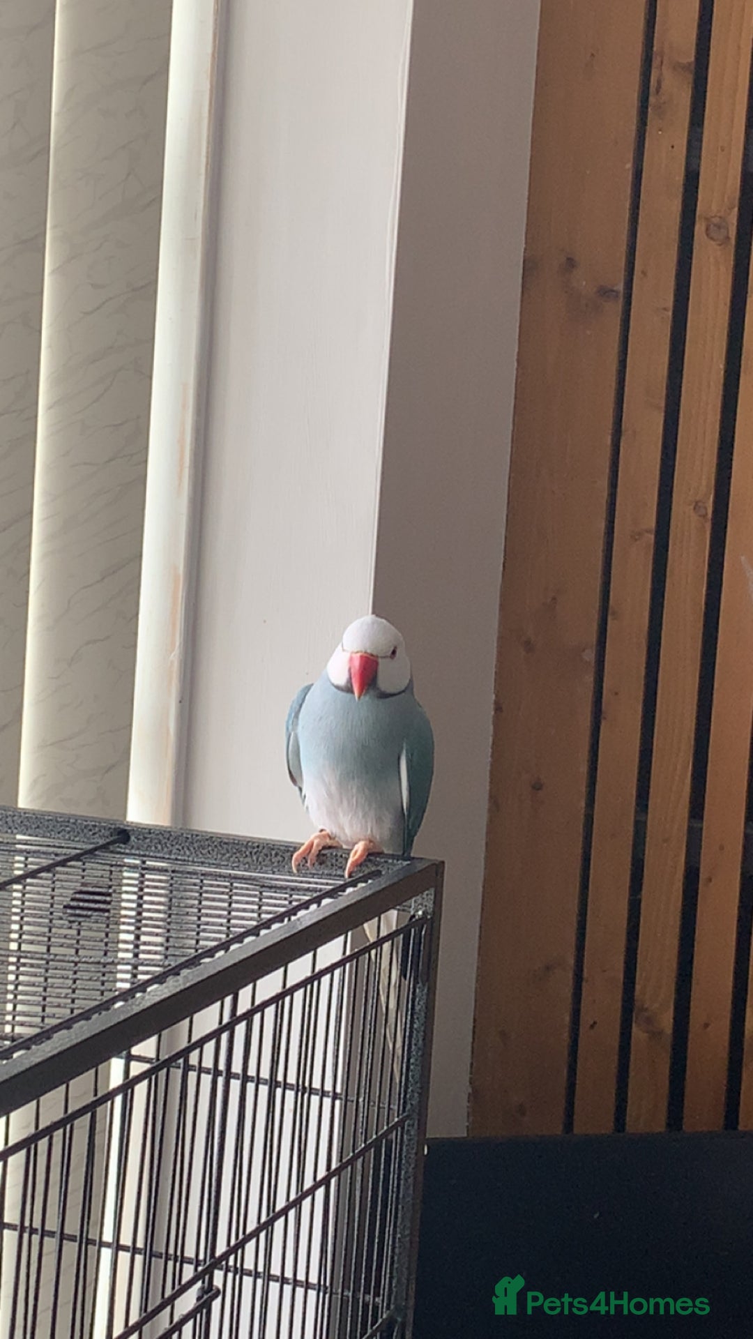 Ringnecks birds for sale: Beautiful male Indian ringneck - Image 4