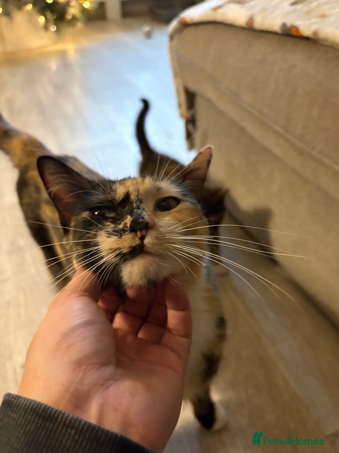 RagaMuffin cats for sale: Beautiful Ragamuffin Kittens Ready December 24th   - Advert 12