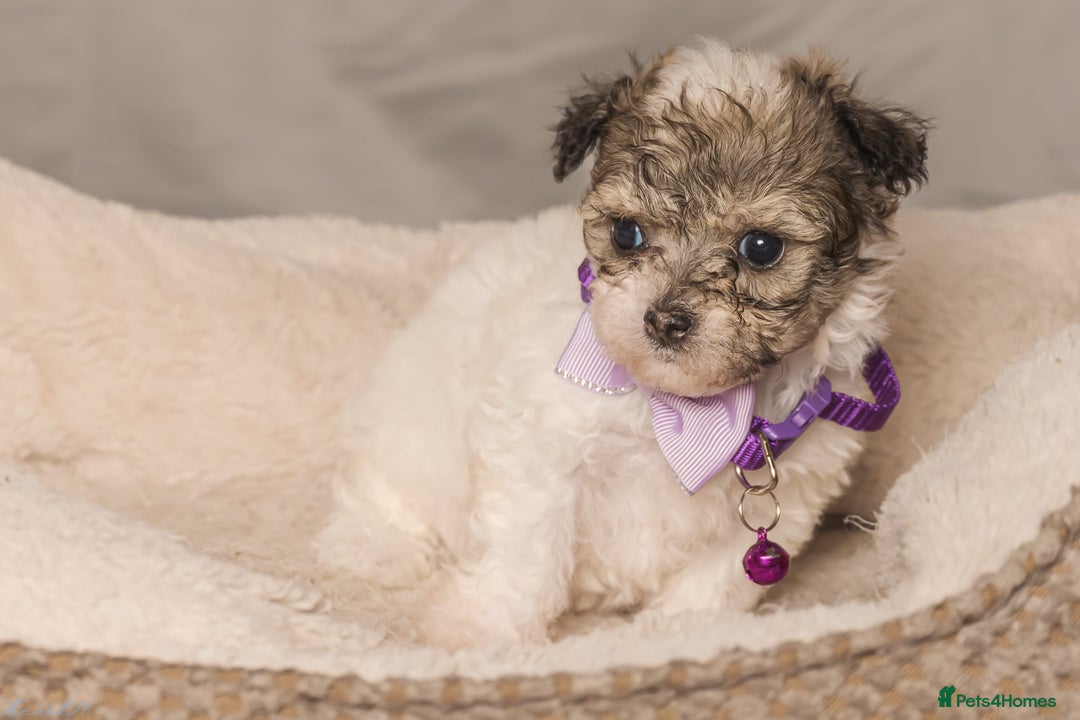 Bichon Frise dogs for sale: 5 Bichon Frisè x Maltese puppies for sale  - Advert 11