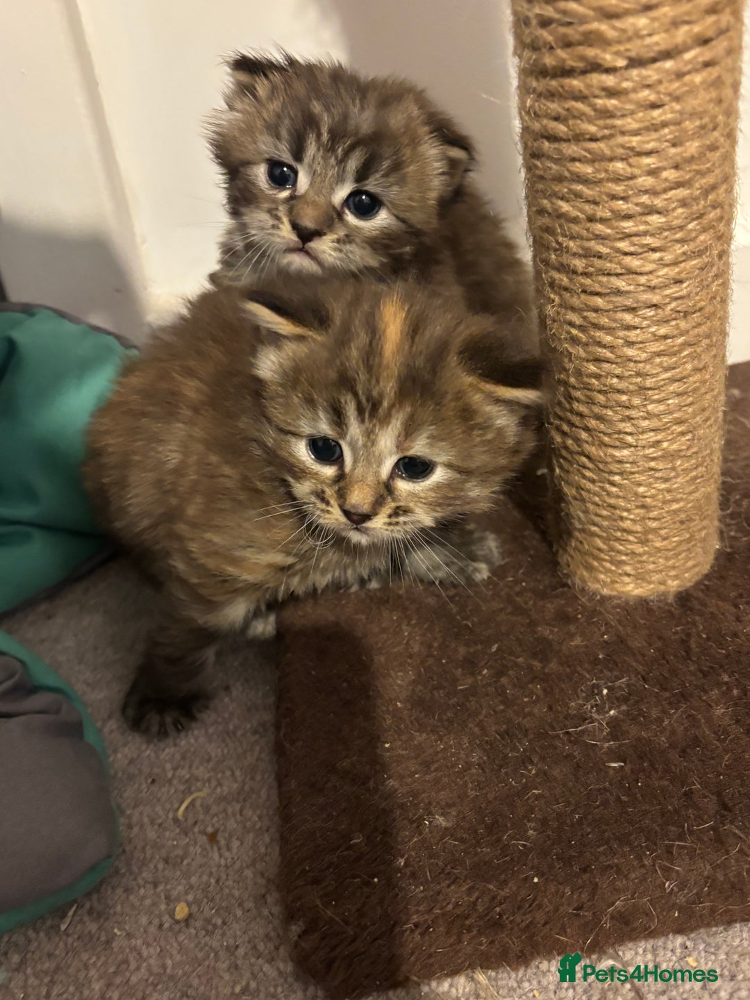 Mixed Breed cats for sale: Long haired bts cross ragdoll kittens   - Advert 6