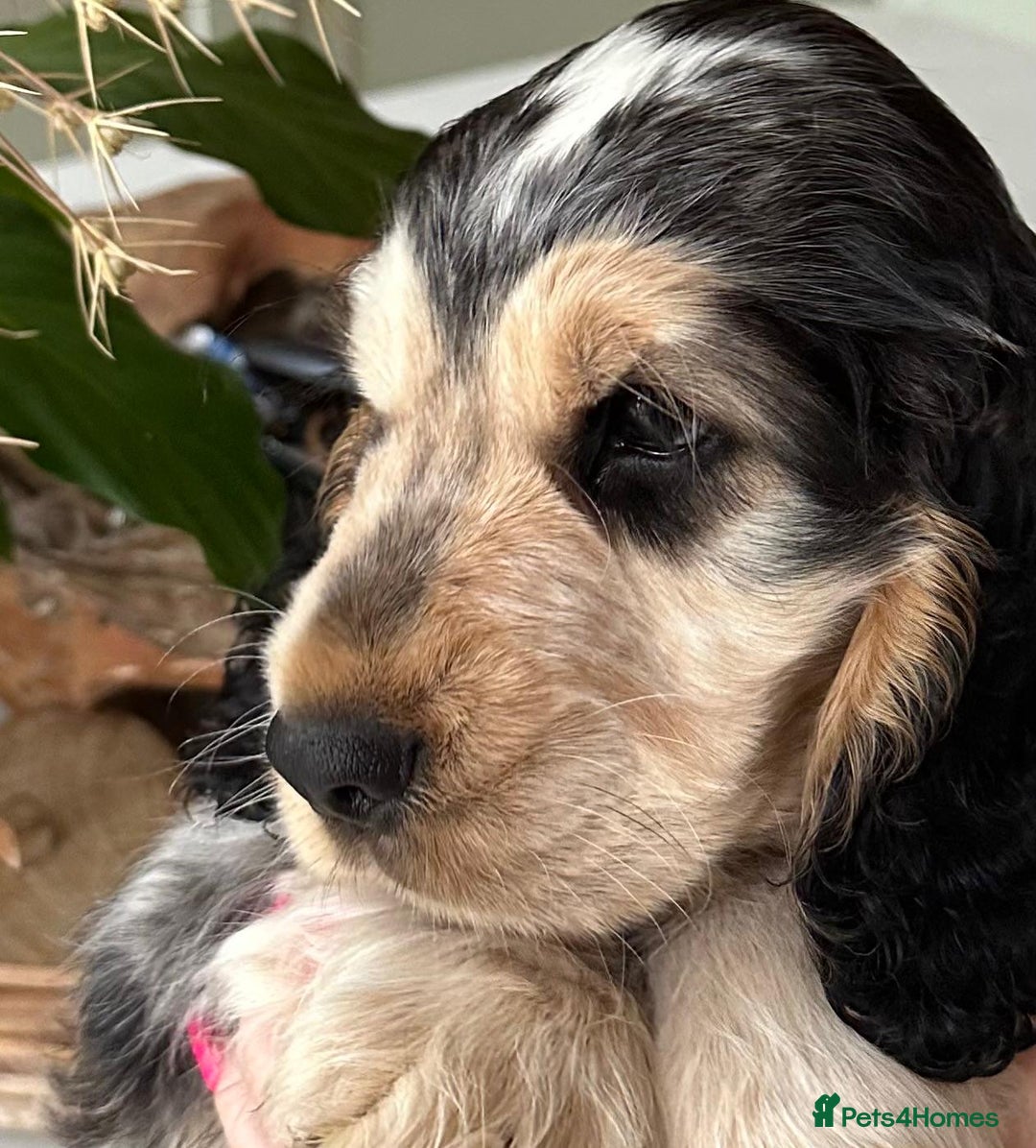 Cocker Spaniel dogs for sale: 4 Beautiful Puppies. KC Sable Show Cocker Puppies  - Image 4