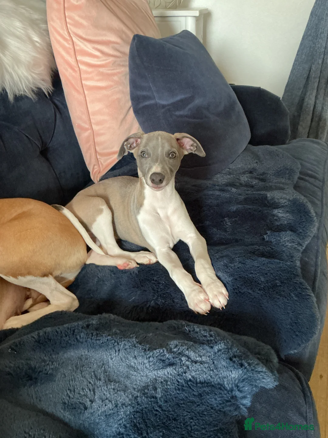 Whippet dogs for sale: KC BEAUTIFUL BOY - Advert 1