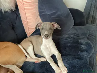 Whippet dogs KC BEAUTIFUL BOY - Advert 3