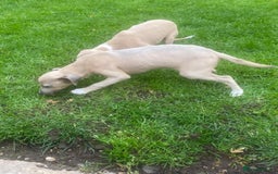 Italian Greyhound dogs for sale: Beautiful Italian greyhounds  - Image 13