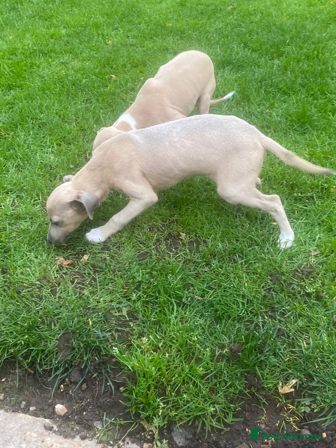 Italian Greyhound dogs for sale: Beautiful Italian greyhounds  - Image 13