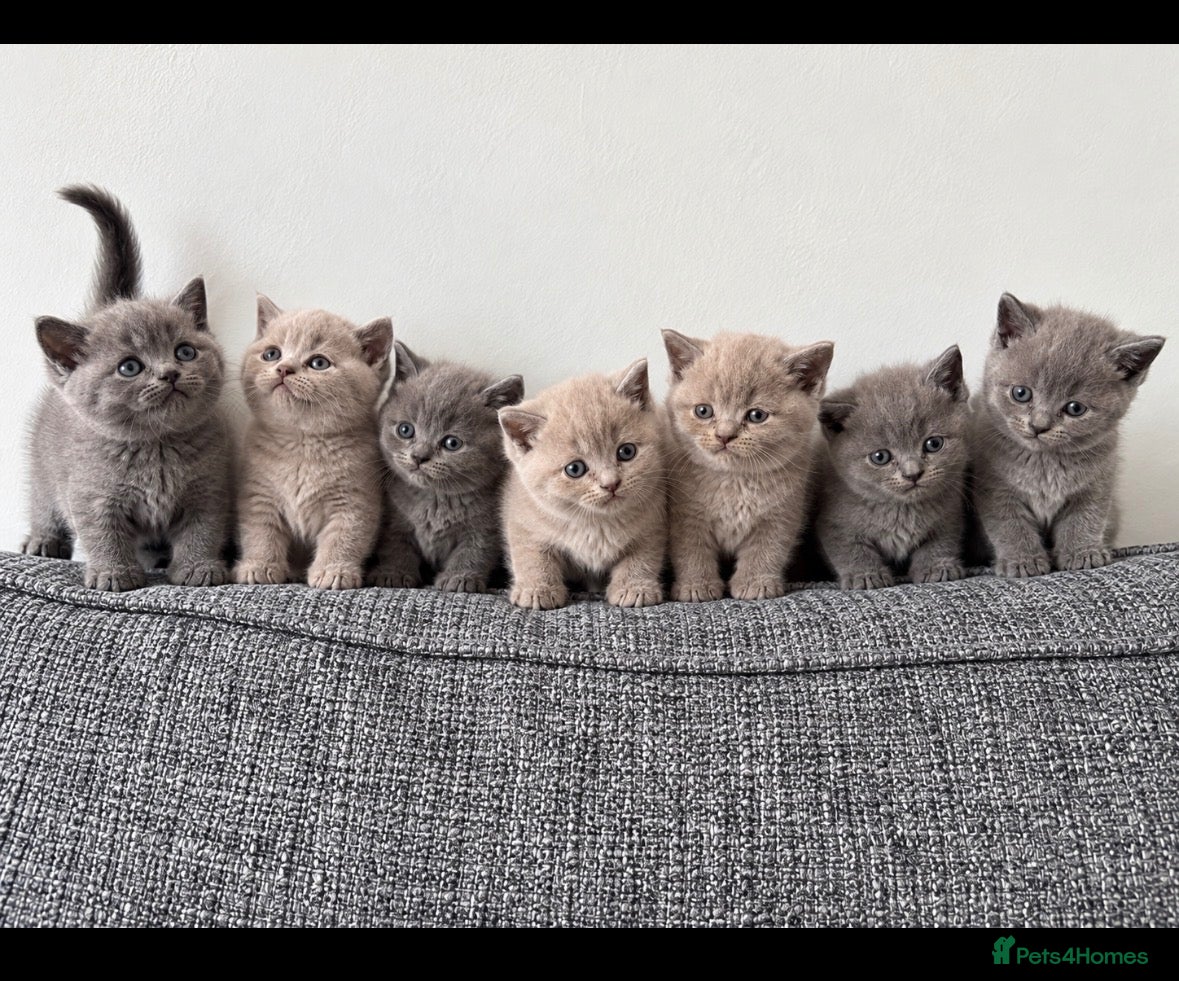British Shorthair cats Adorable British Shorthair Kittens BSH - Advert 1