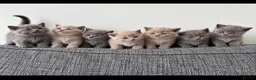 British Shorthair cats for sale: Adorable British Shorthair Kittens BSH - Advert 1