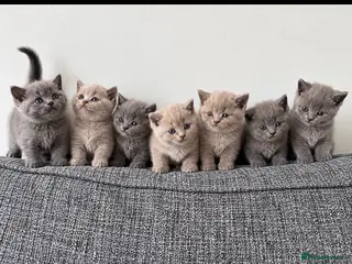 British Shorthair cats Adorable British Shorthair Kittens BSH - Advert 1