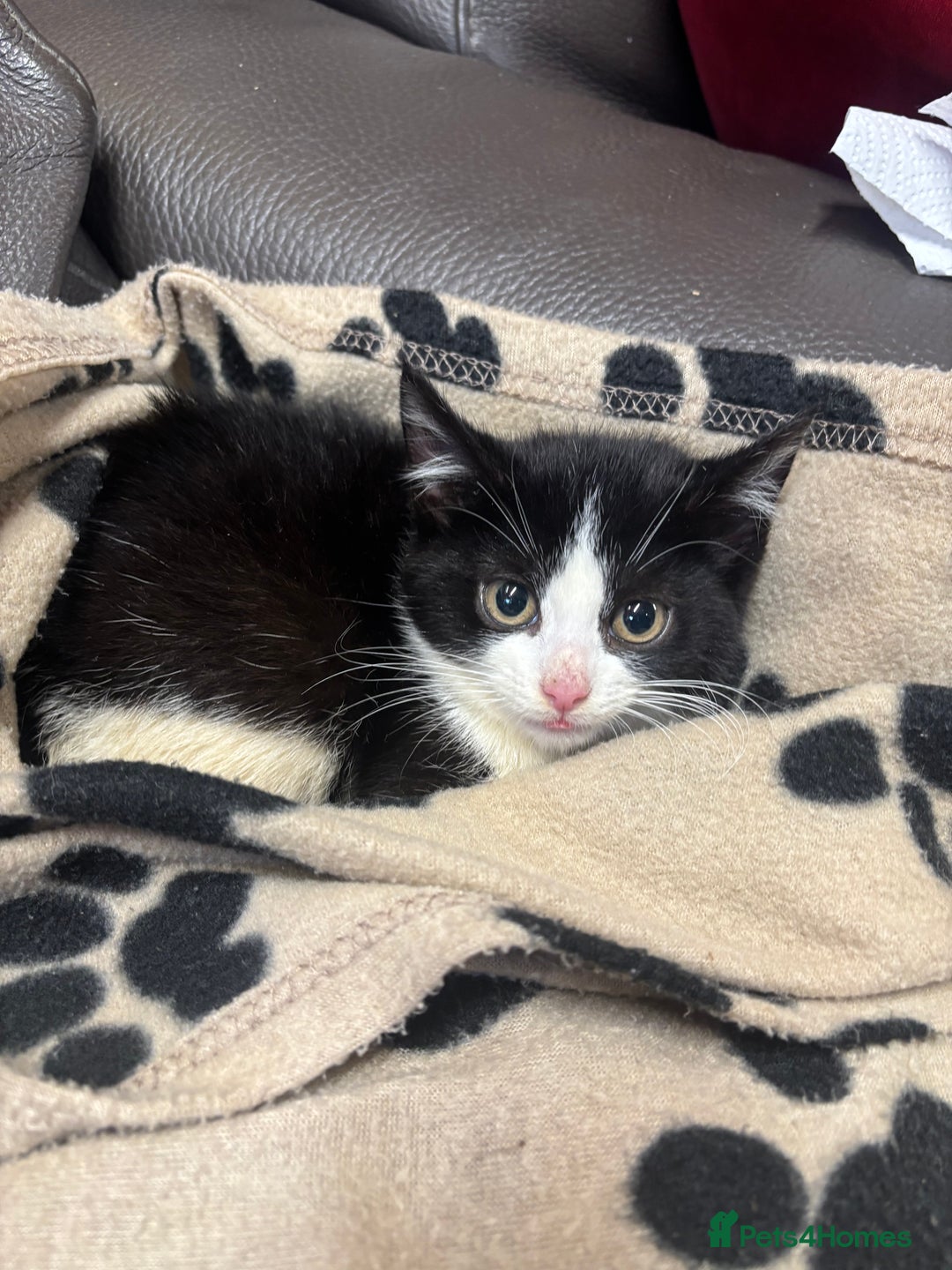 Mixed Breed cats for sale: 2 beautiful tabby x kittens for sale  - Advert 2