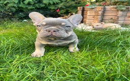 French Bulldog dogs for sale: KC registered french bulldogs  - Image 8