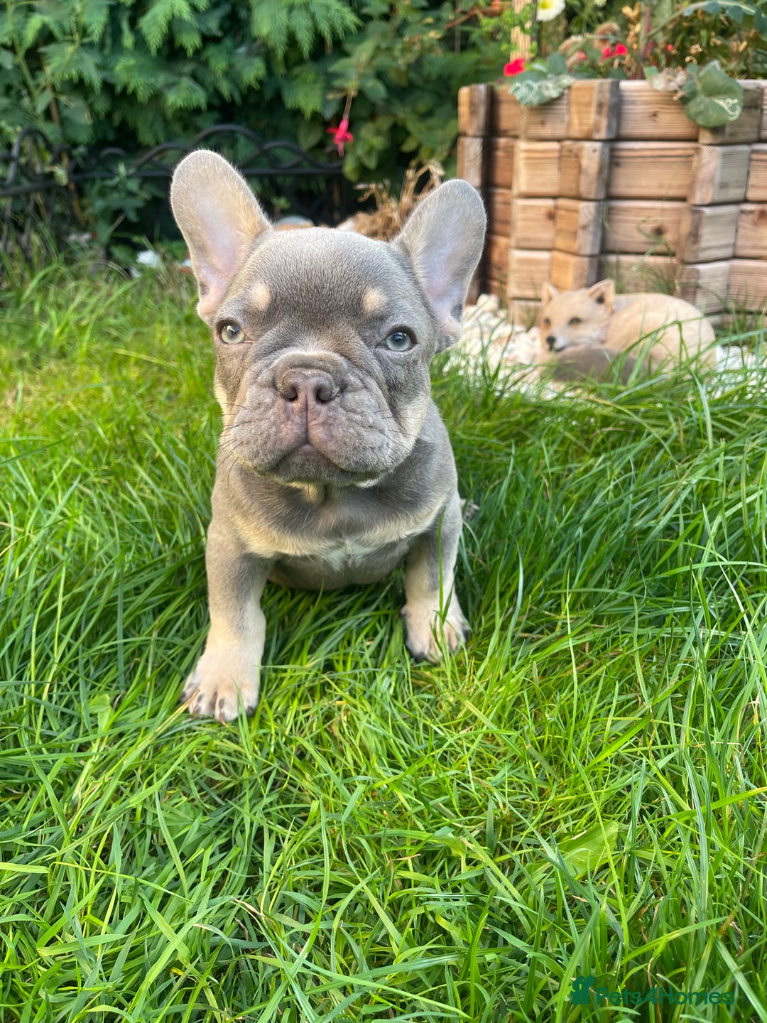 French Bulldog dogs for sale: KC registered french bulldogs  - Image 8