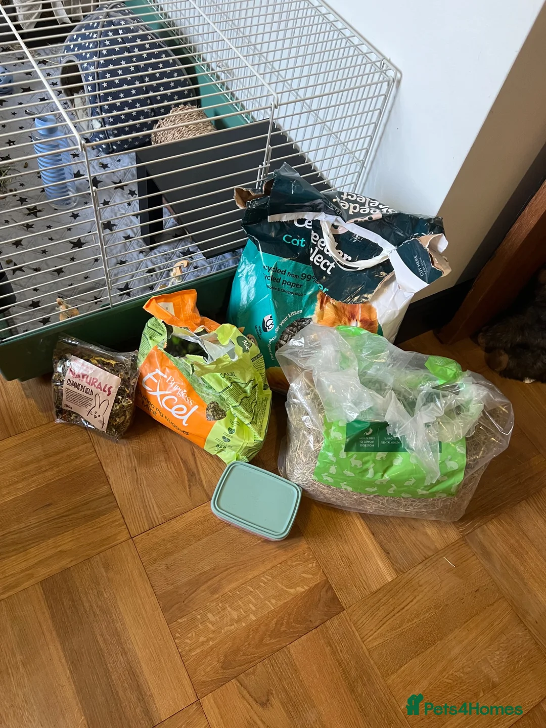 Guinea Pig rodents for sale: 2 baby male Guinea pigs  - Advert 9