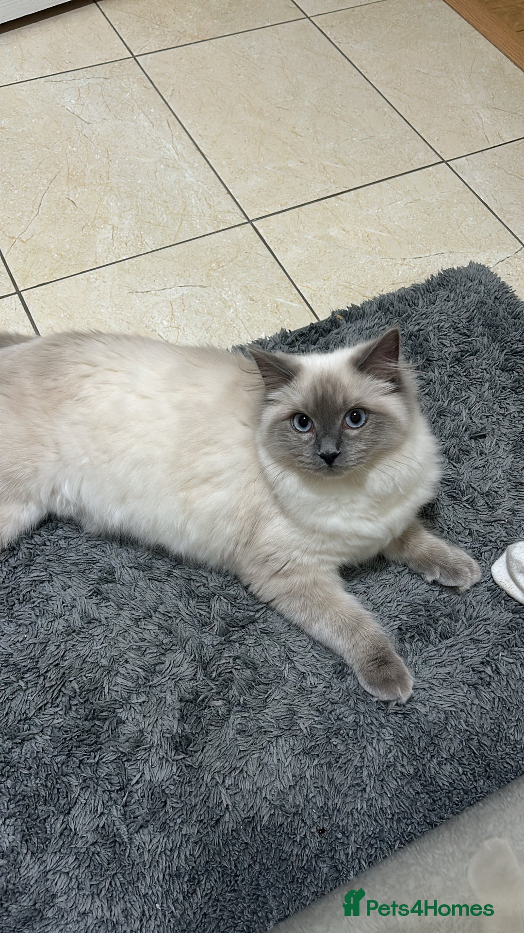 Ragdoll cats for sale: 8 month old ragdoll for sale - Advert 1