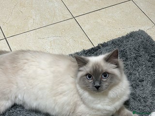 Ragdoll cats 8 month old ragdoll for sale - Advert 1