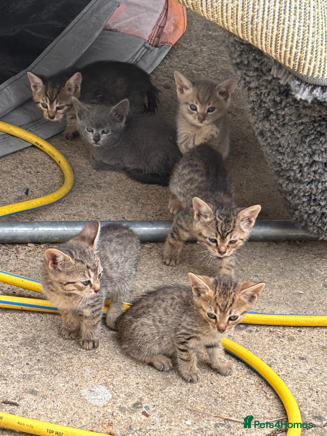 Domestic Shorthair cats for sale: 6 BEAUTIFUL KITTEN,(2 British Shorthairs) - Advert 30