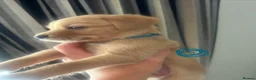 Labrador Retriever dogs for sale: Stunning yellow (light - fox red) labrador puppies - Advert 13