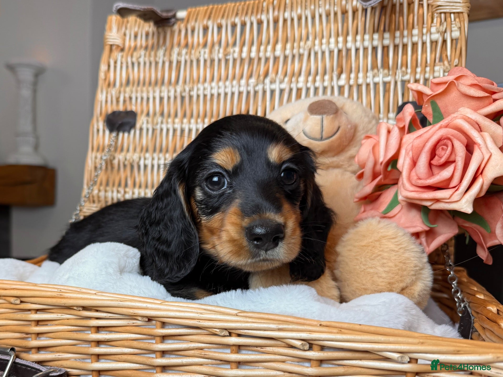 Miniature Dachshund dogs for sale: Beautifully Bred Miniature Longhaired Dachshunds - Advert 1