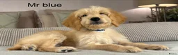 Goldendoodle dogs for sale: FULLY VACCINATED AND ABLE TO GO OUT ON WALKS.  - Advert 14