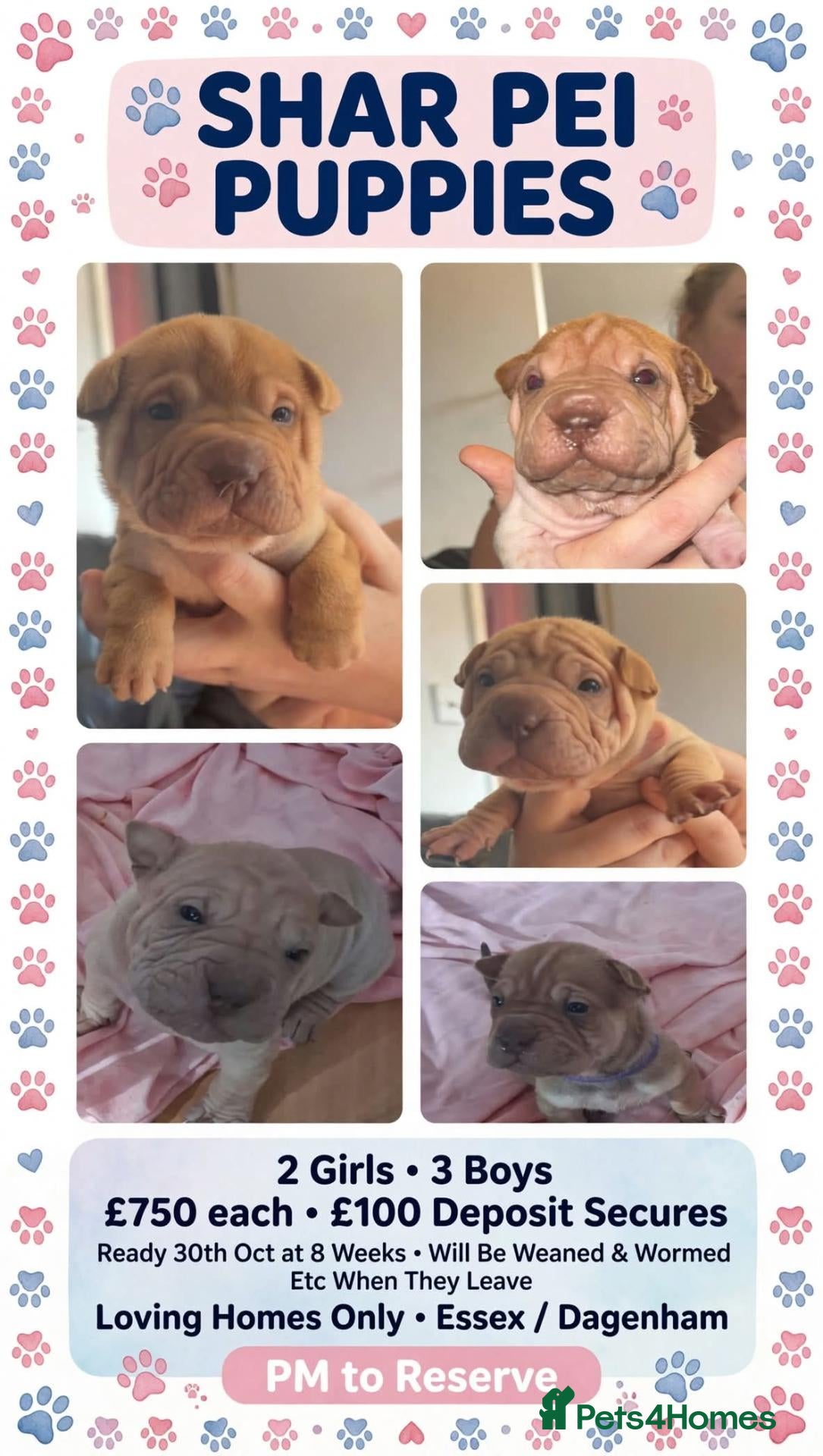 Shar Pei dogs Beautiful puppies ( shar pei) - Advert 5