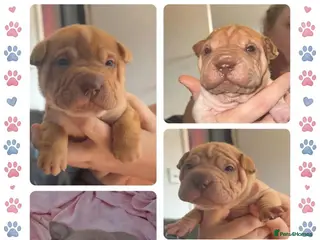 Shar Pei dogs Beautiful puppies ( shar pei) - Advert 5