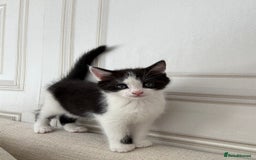 British Longhair cats for sale: British longhairs  in Bradford - Image 1