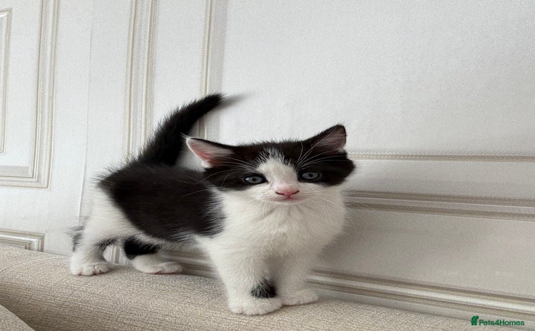 British Longhair cats in Bradford - Advert 8