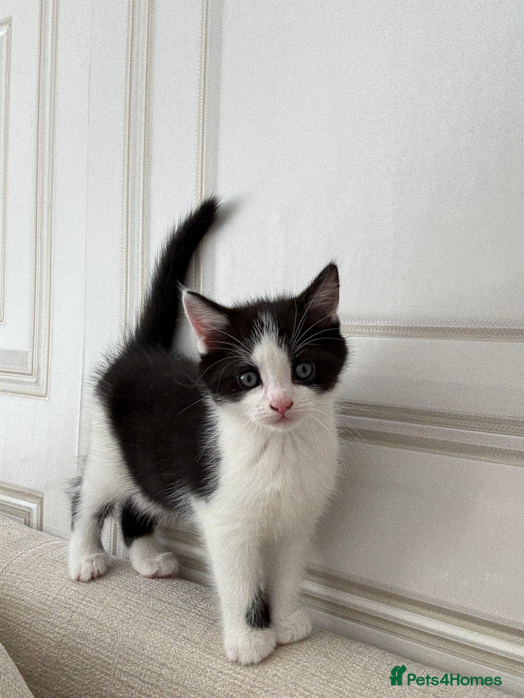 British Longhair cats for sale: British longhairs  in Bradford - Image 1