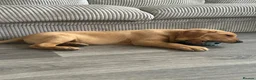 Labrador Retriever dogs for sale: Labrador retriever  in Paignton - Advert 8