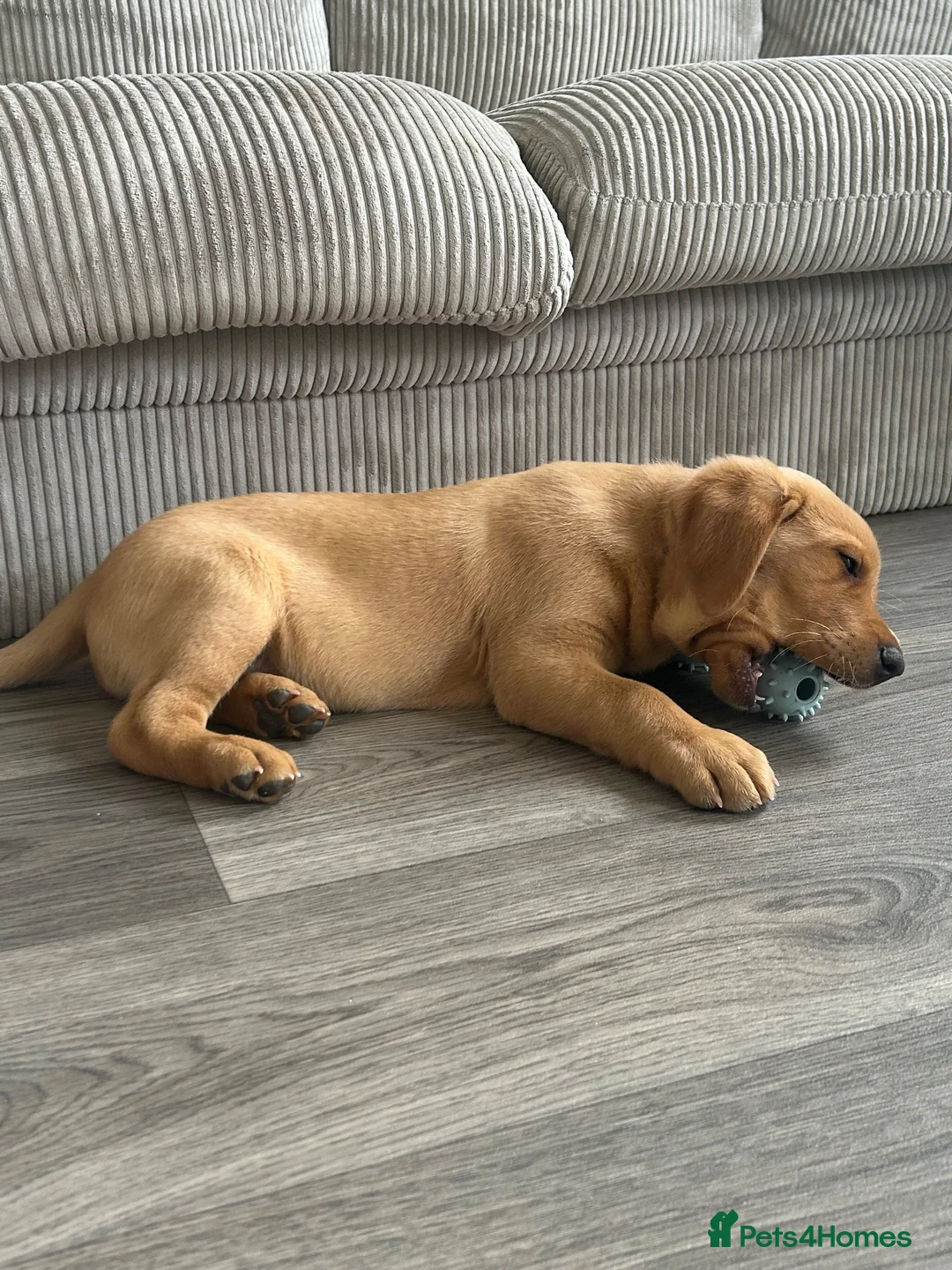 Labrador Retriever dogs for sale: Labrador retriever  in Paignton - Advert 8