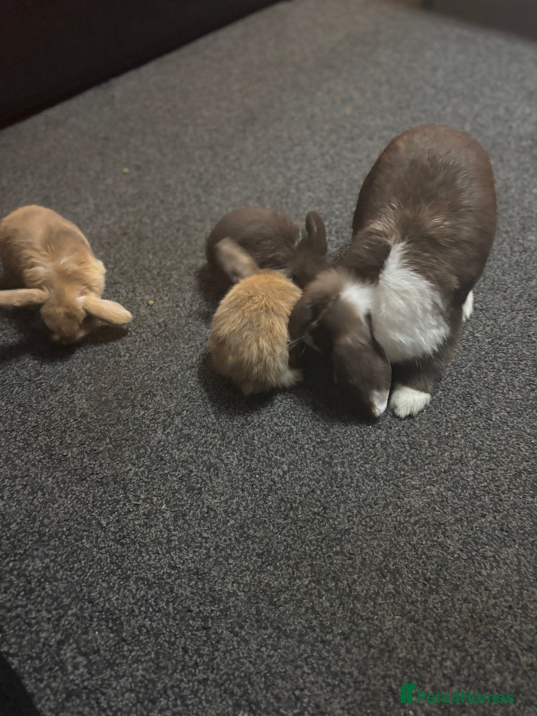 Mini Lop rabbits for sale: Pure breed Mini Lops - Image 5