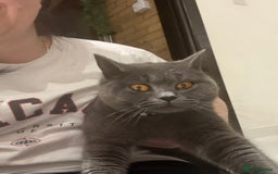 Brazilian Shorthair cats for sale: Kitten 🐈‍⬛  - Image 1