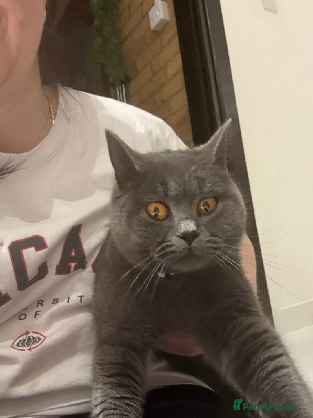 Brazilian Shorthair cats for sale: Kitten 🐈‍⬛  - Image 1