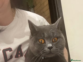 Brazilian Shorthair cats for sale - Advert 1