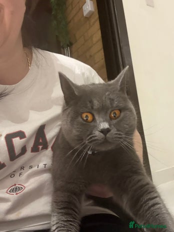 Brazilian Shorthair cats - Advert 1