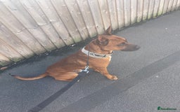 Belgian Shepherd Dog dogs for stud: Bull hearder  - Image 1