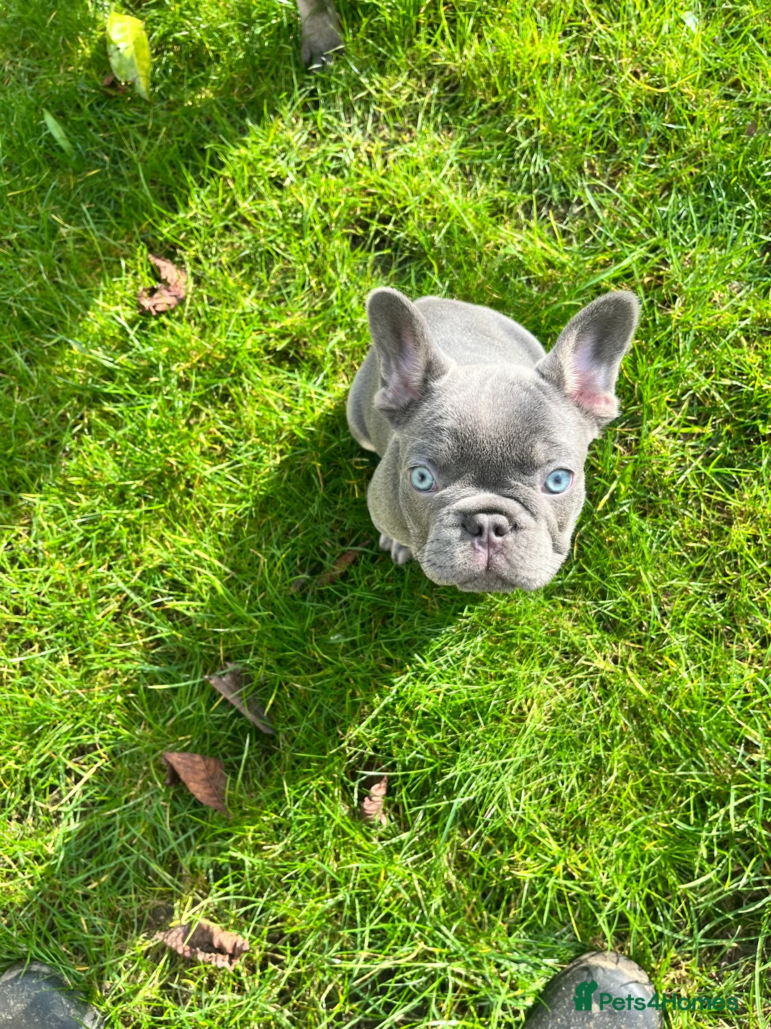French Bulldog dogs for sale: Health tested kc reg blue/tan lilac tan puppies - Advert 2