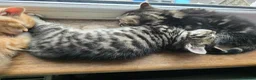 Mixed Breed cats for sale: 4 beautiful kittens 😸  - Advert 4