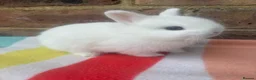 Netherland Dwarf rabbits for sale: White, Chocolate & Blue Netherland Dwarf Bunnies  - Advert 5