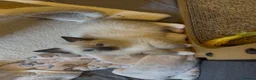 Siamese cats for sale: TWO SIAMESE GIRLS LEFT - Advert 3