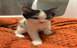 Aegean cats for sale: Aegean Kittens are looking for new home - Image 10