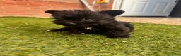 Mixed Breed dogs for sale: Yorkshire terrier x Biewer Terrier - Advert 6