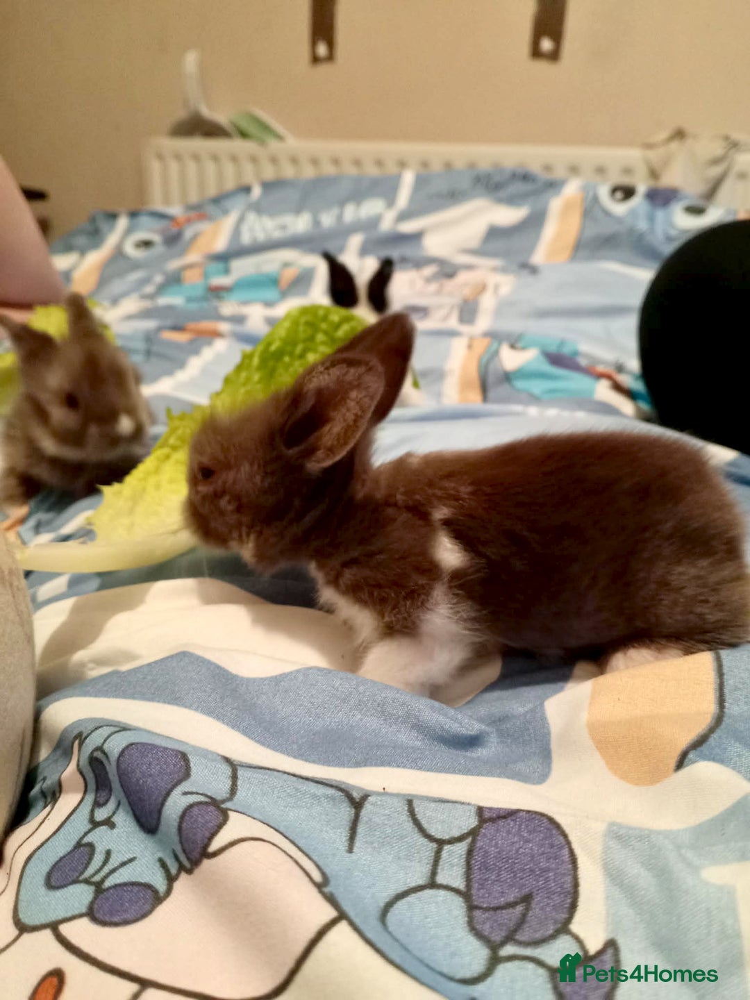 Lionhead rabbits for sale: Pedigree Lionhead Baby rabbits - Advert 14