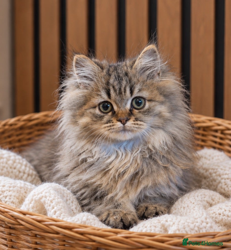 Persian cats Simba | Last of His Litter | Ready Now - Advert 2