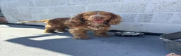 Cocker Spaniel dogs for sale: Show type cocker spaniel puppies in Doncaster - Advert 30