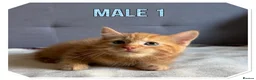 American Shorthair cats for sale: Beautiful Ginger kittens - READY FOR NEW HOMES! - Advert 4