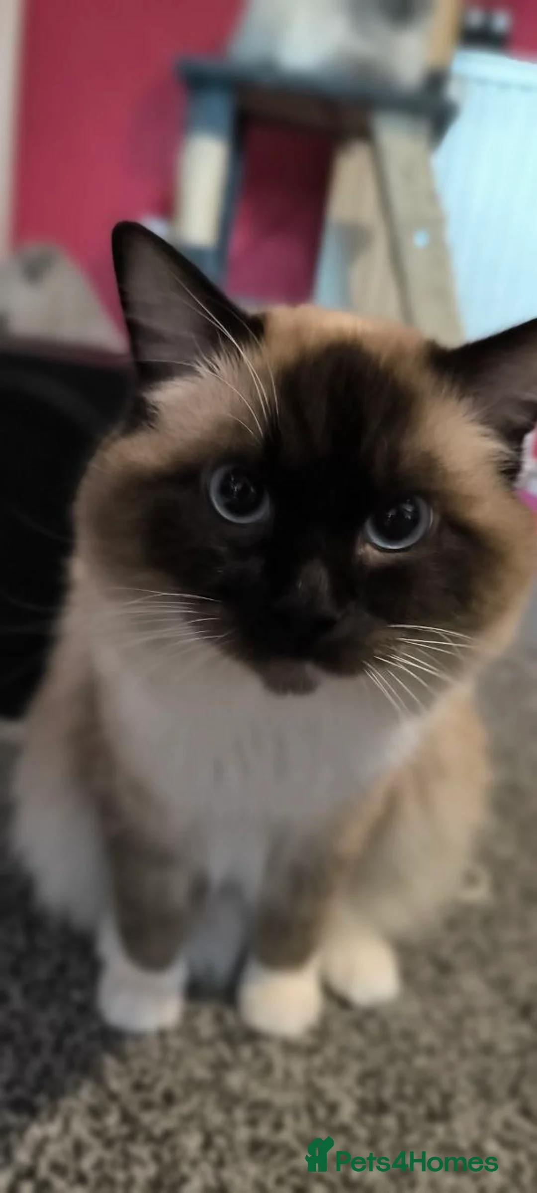 Ragdoll cats for sale: purebred Ragdoll - Advert 2
