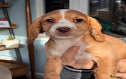 Cocker Spaniel dogs for sale: Beautiful working cocker spaniels.  - Advert 2